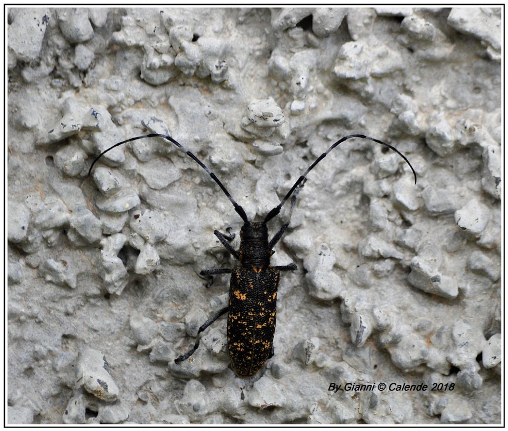 Cerambycidae: Monochamus sutor, femmina